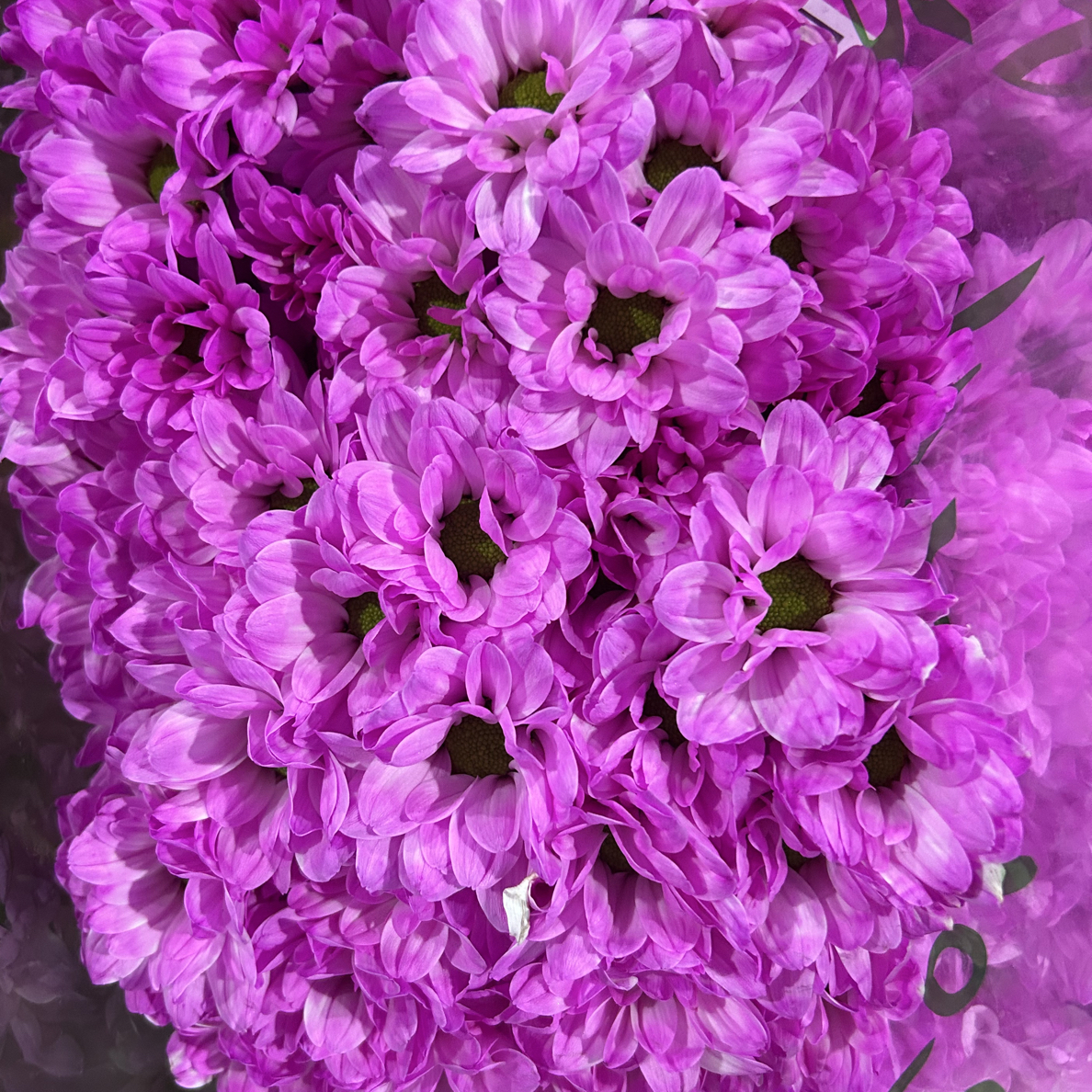 稀有吸色小雏菊10支装大把头0度以下拍保温棉，冻坏不售后