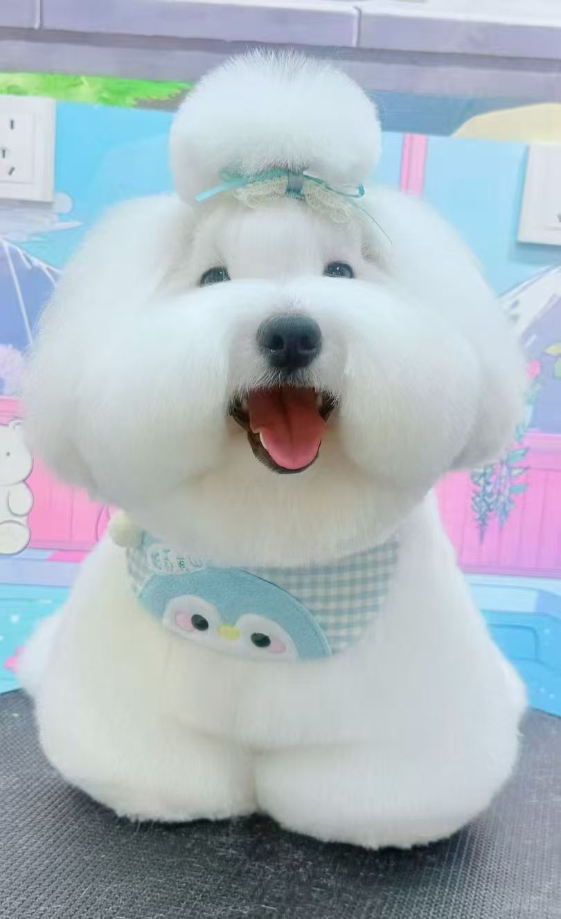 棉花面纱犬图册大全