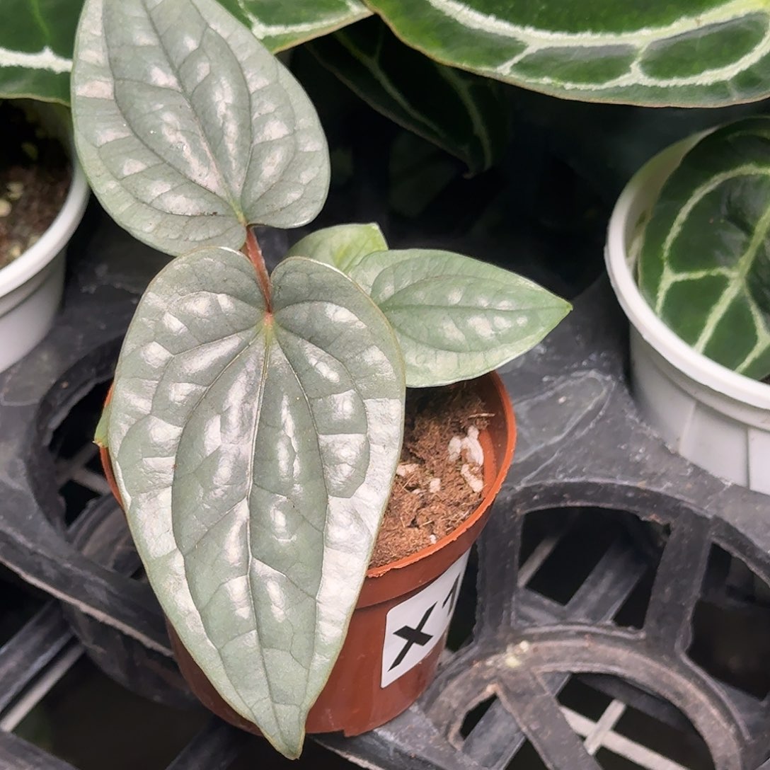 香***雪无花朵X13籽播奢华