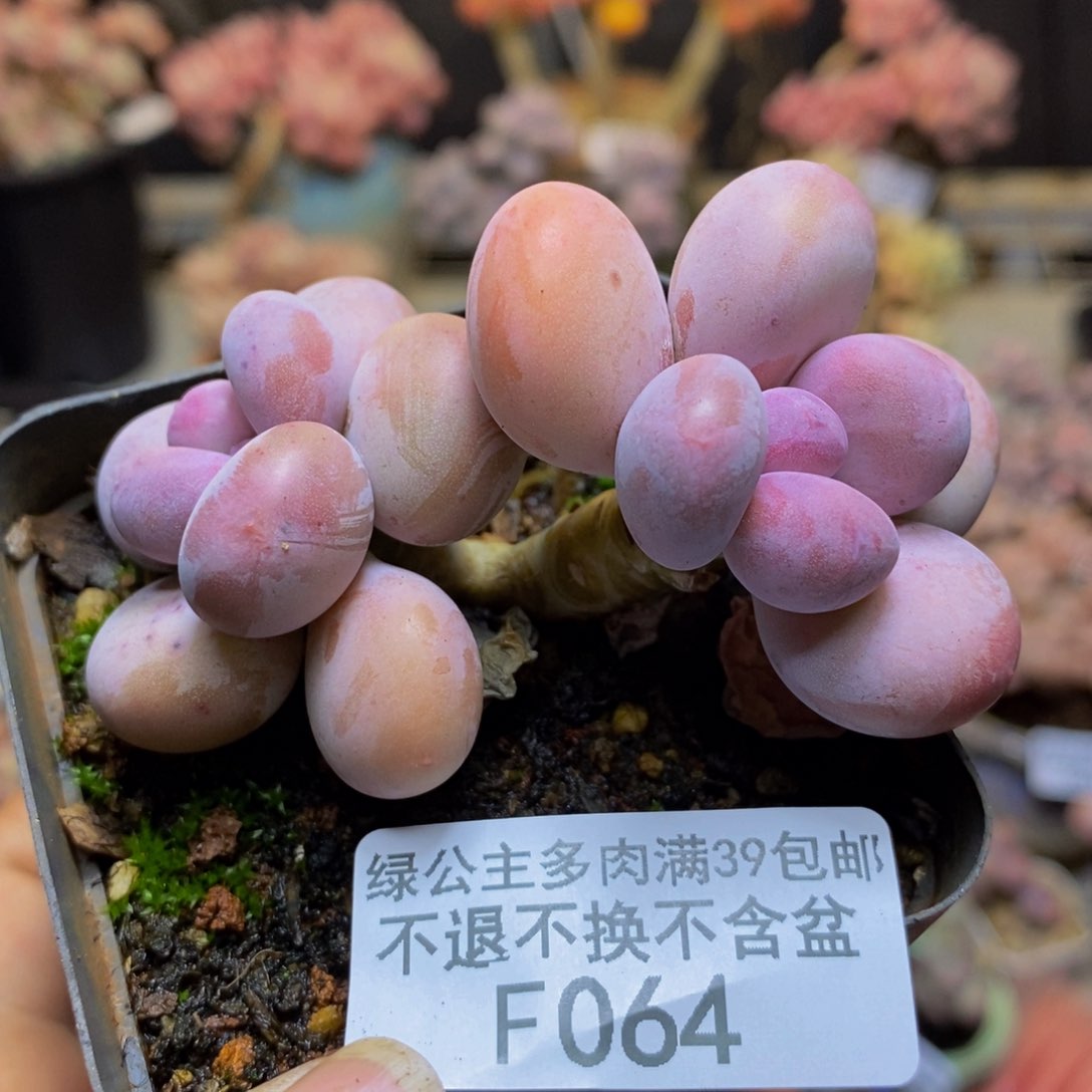 064蛋黄奶多肉6c m
