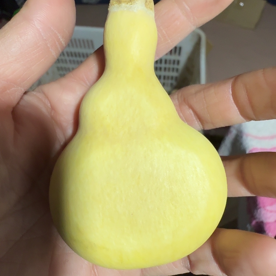 ℳ***喜葫芦葫芦扁是个不错品种啊笑吐哈哈