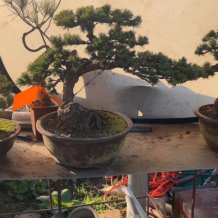 拾***头无花朵小叶雀舌罗汉松