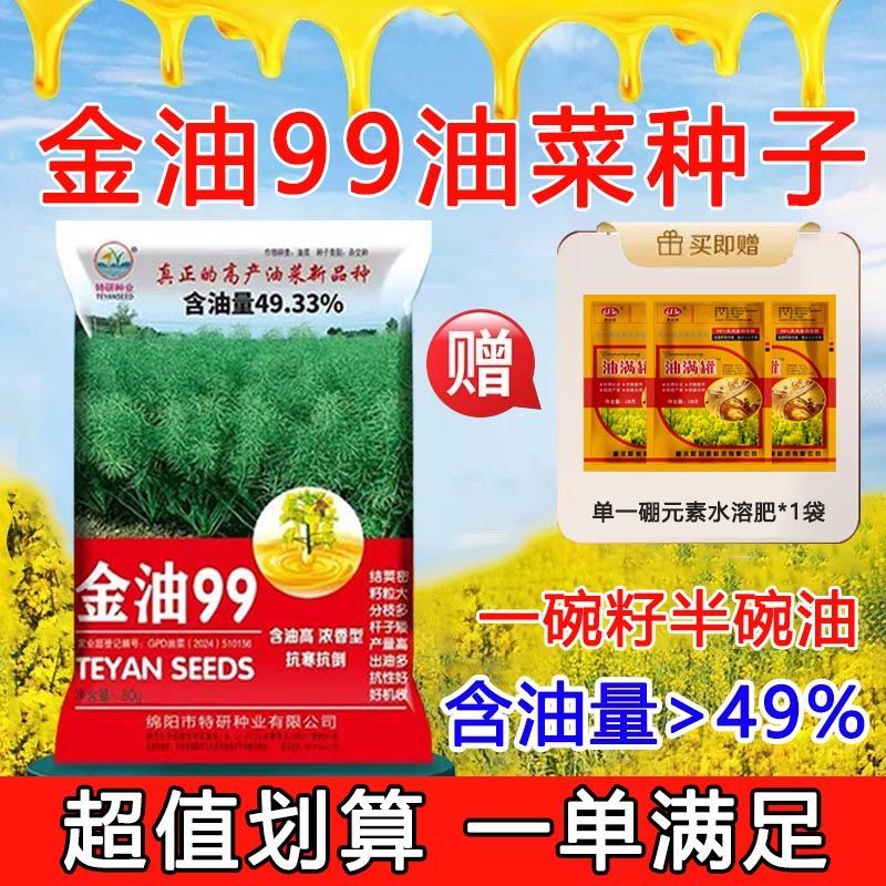 高产金油99油菜籽当季高产出油王油质纯黑籽抗寒耐旱耐高温抗倒伏