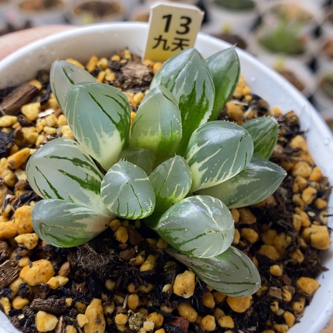 13号oh3玉露锦多肉植物