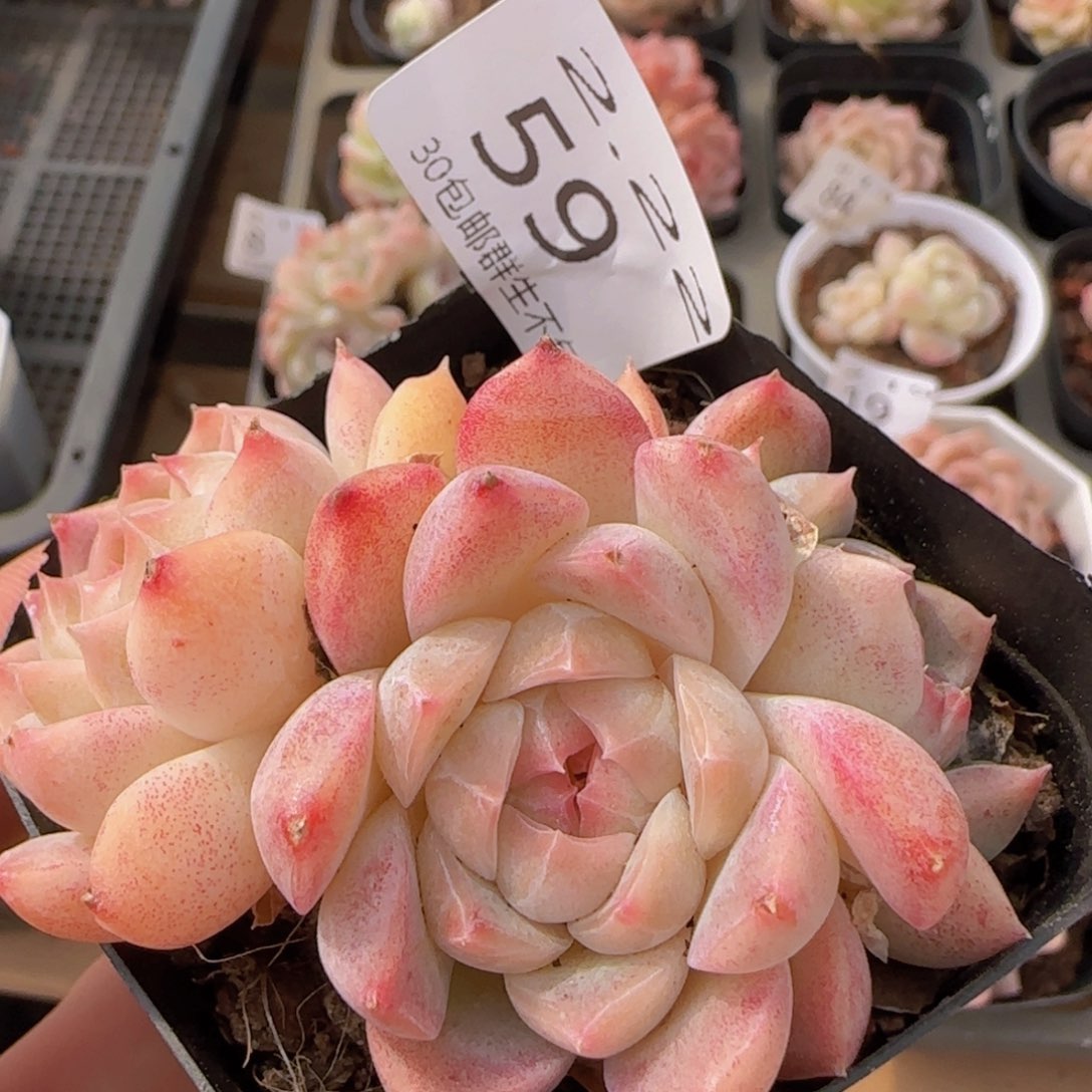 白桃汽水三头一颗脱土