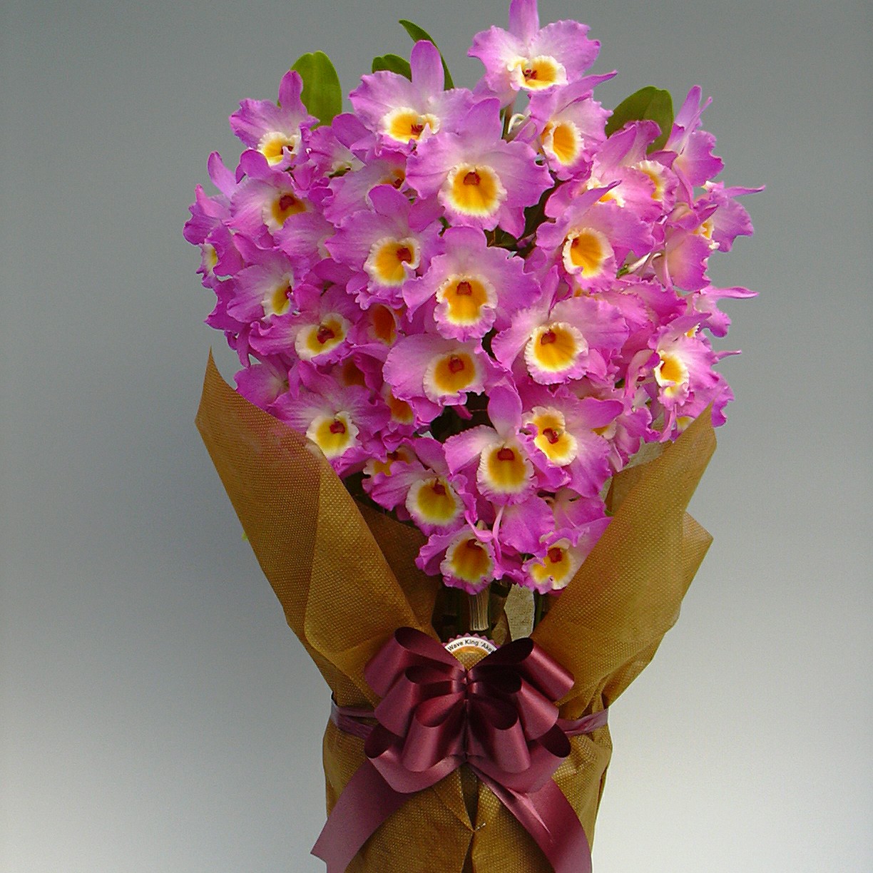 兰花 石斛兰 春石斛88＃ 原盆原土发货