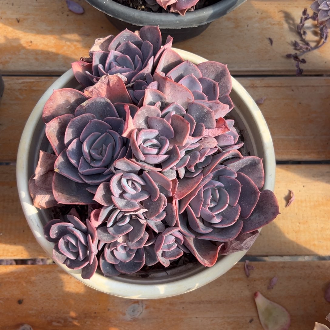 多肉尘埃玫瑰【非偏远地区满18包邮】