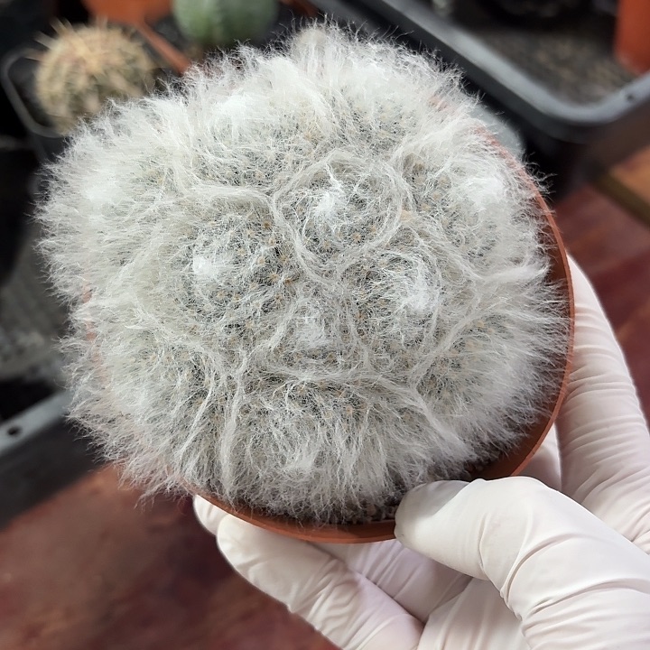 白云高莎仙人球123