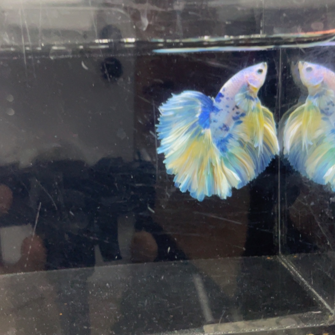 斗鱼哈哈哈哈哈速速速