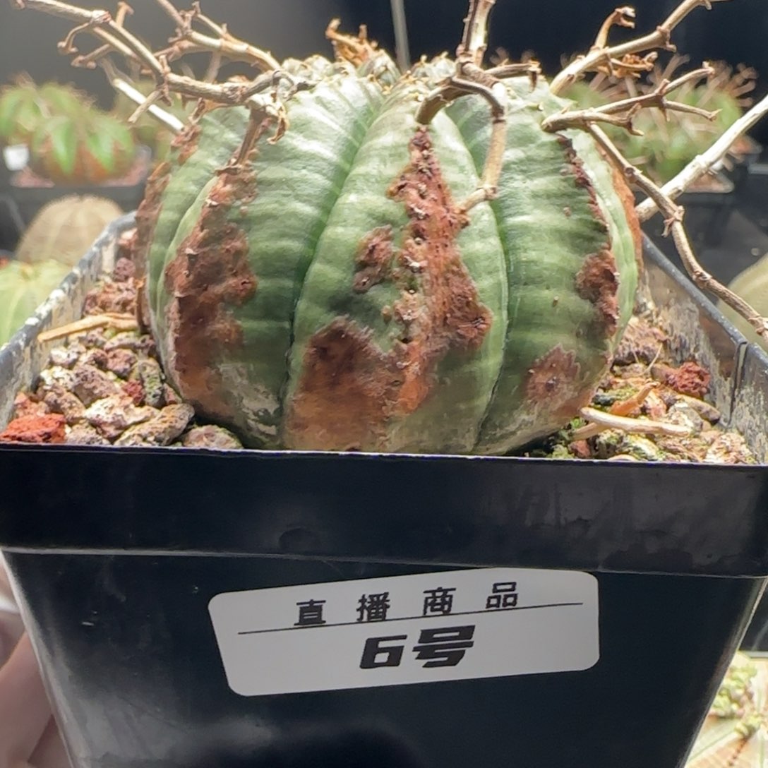 补***补6号，法丽达，实生园艺，尺寸（-）厘米