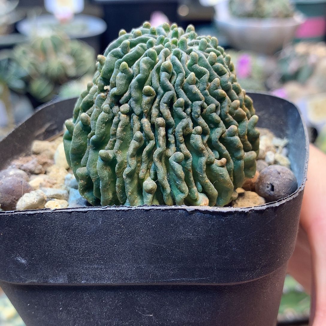 自根蝌蚪球                   