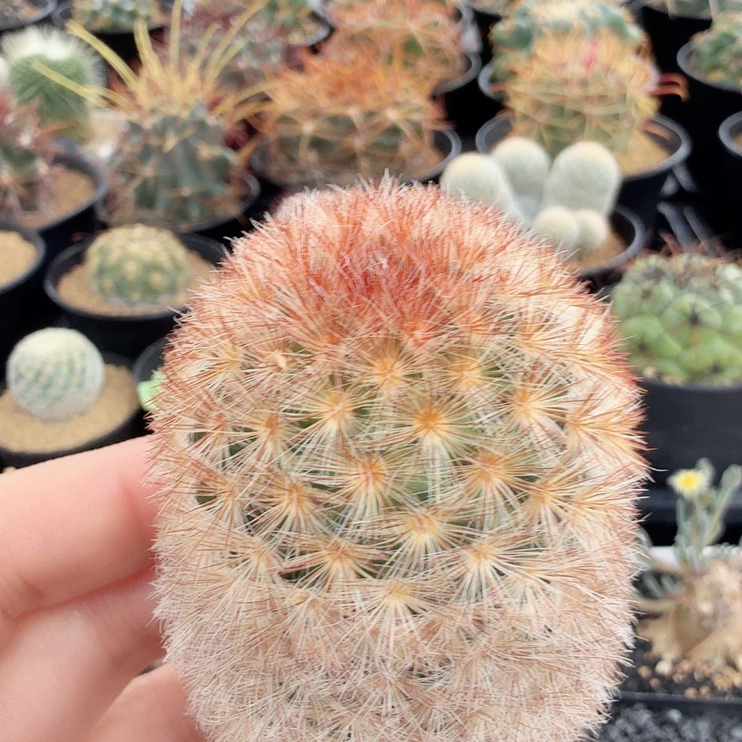 佛头嘉文丸裸根发货