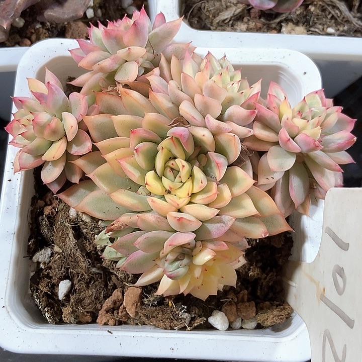 多肉植物1012多肉