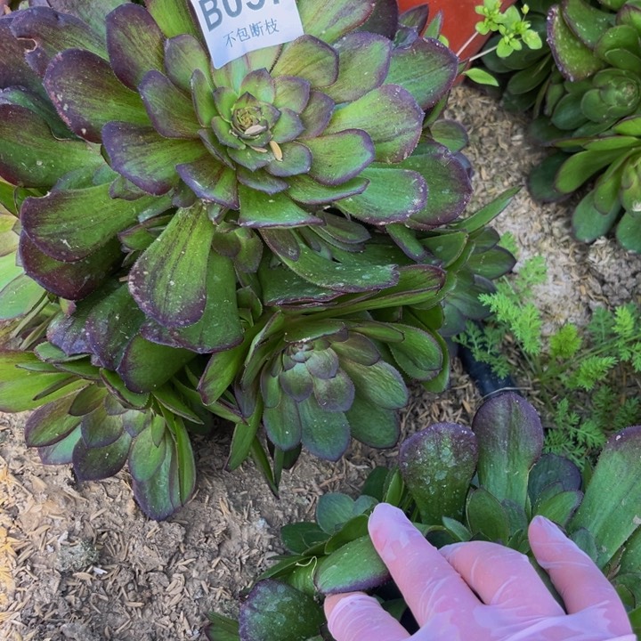 057花月夜多肉法师不包断枝