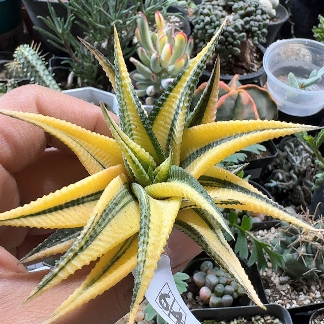 64琉璃殿锦脱土发货