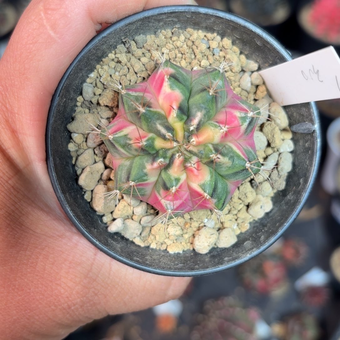 泰系米哈仙人球308