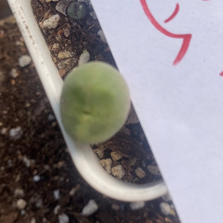 544绿豆糕一颗一颗