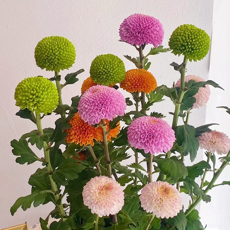 乒乓菊球菊盆栽(一盆多色 Q萌可爱)庭院阳台开花植物星花怒放