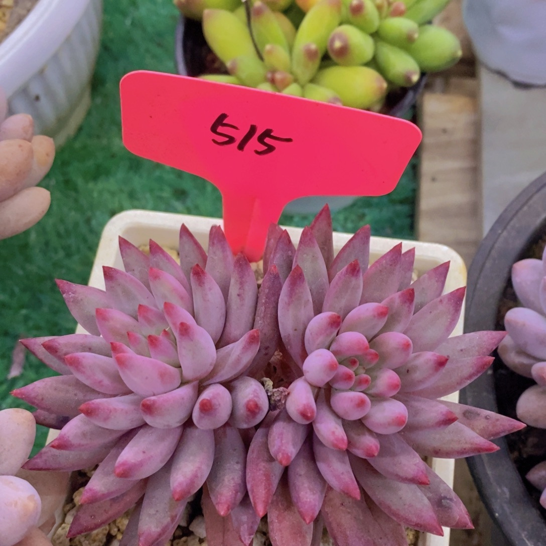 开心多肉，一物一拍，一单包邮，满5给1