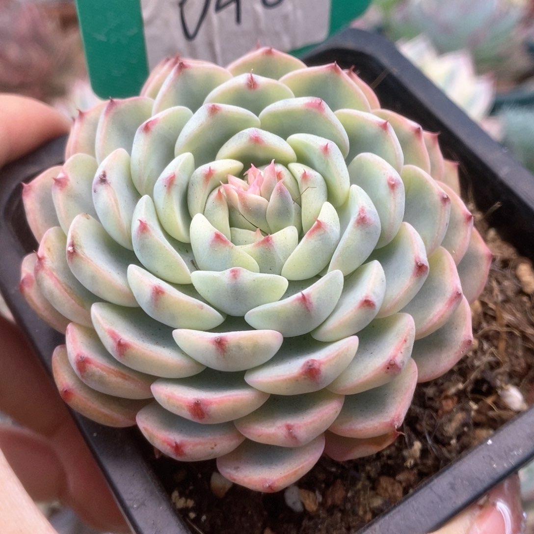 040姬莲锦锦锦锦锦锦