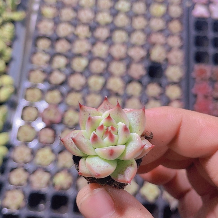 睫毛精【满10颗包邮】