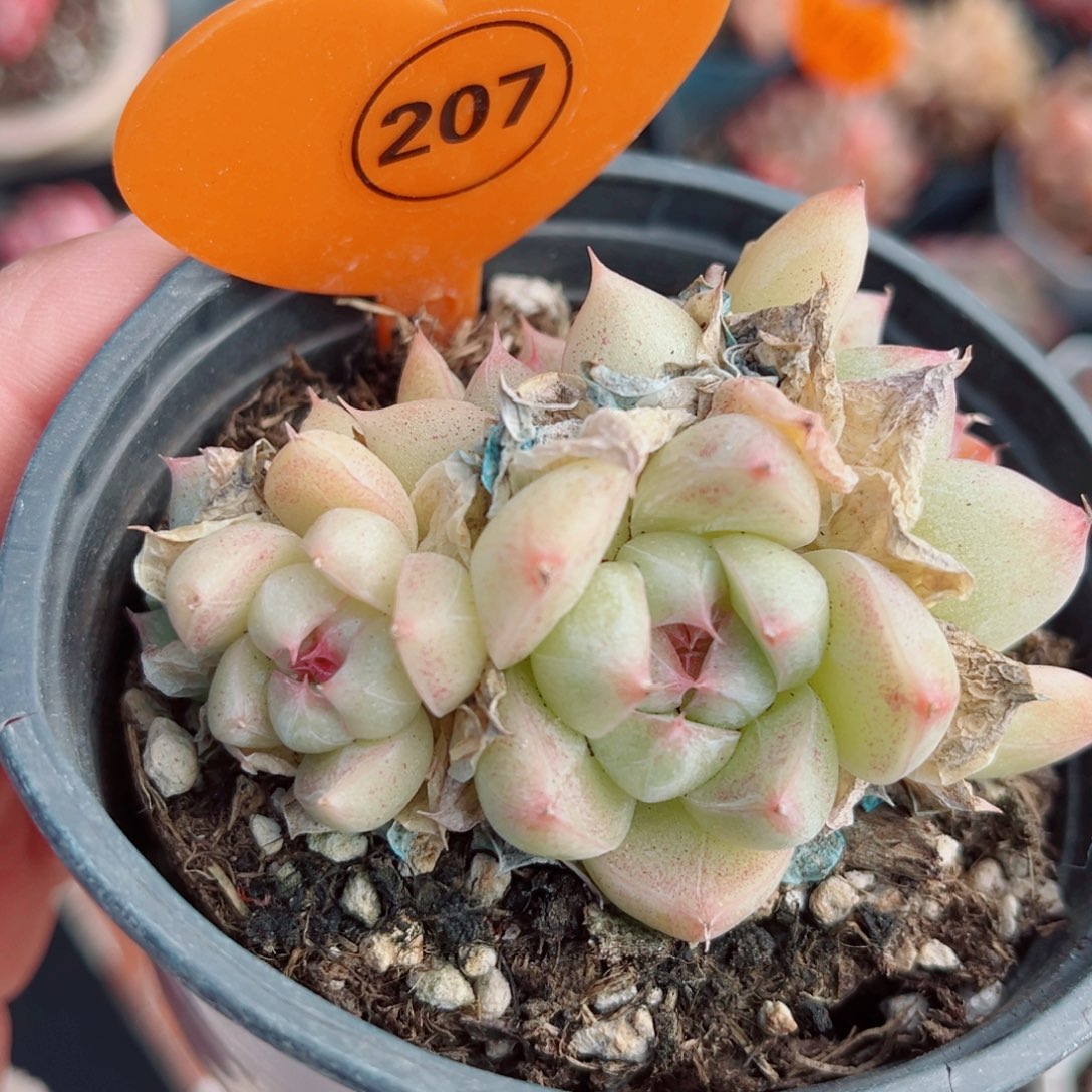 207号小老桩珍妮群