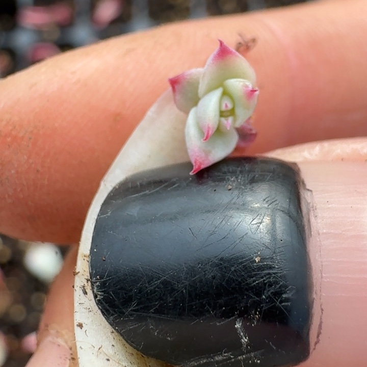 陨***看一物一拍好看娃娃267