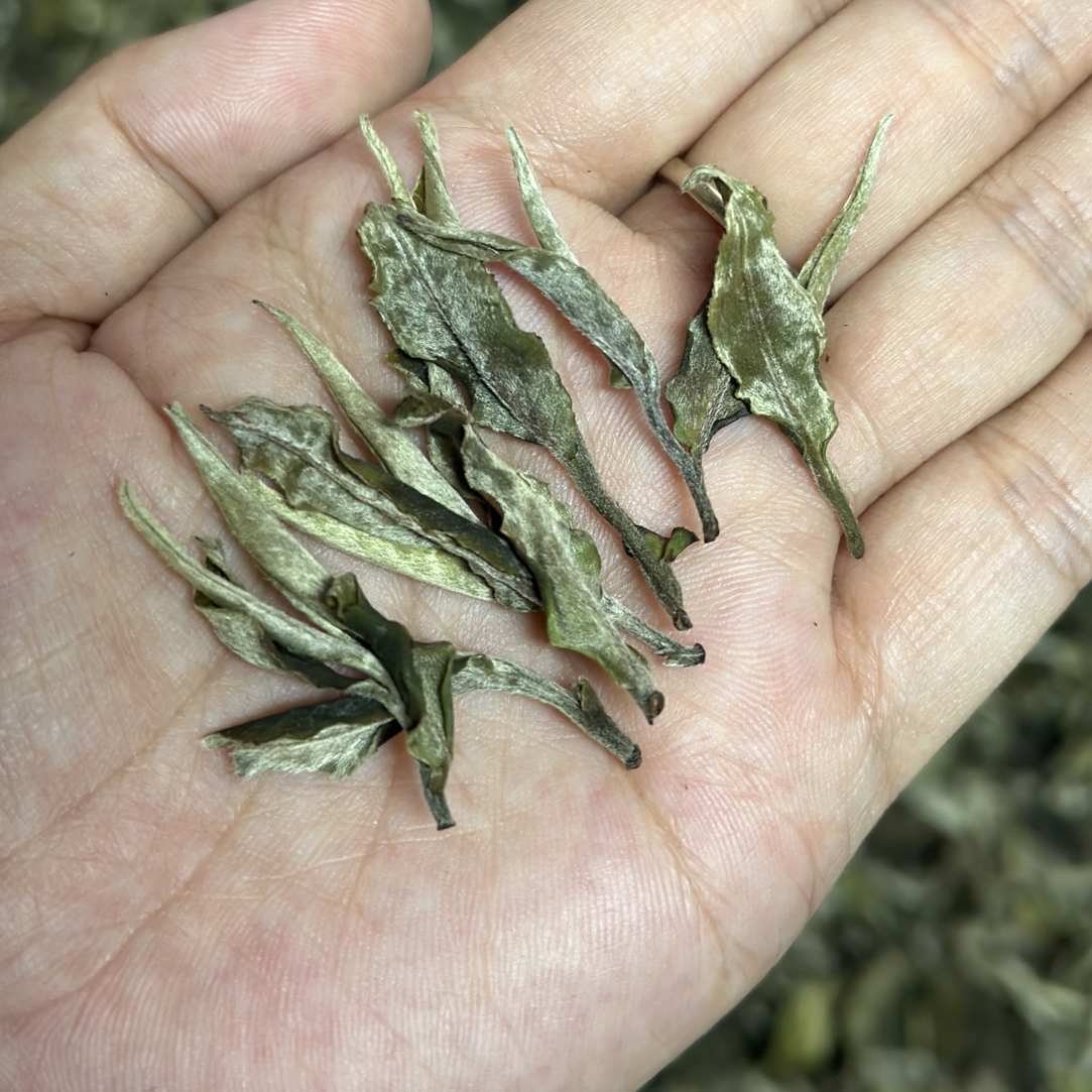 2025年云南白茶 高山白茶 一芽二叶 古树白茶 香甜浓郁
