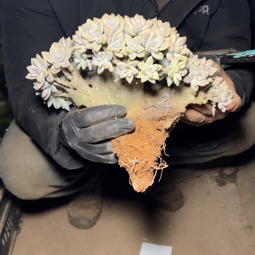 佛***生淡雪多肉一物一拍