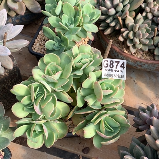 鸡蛋碧桃缀化874 亏本处理退款拉黑7-8天发货