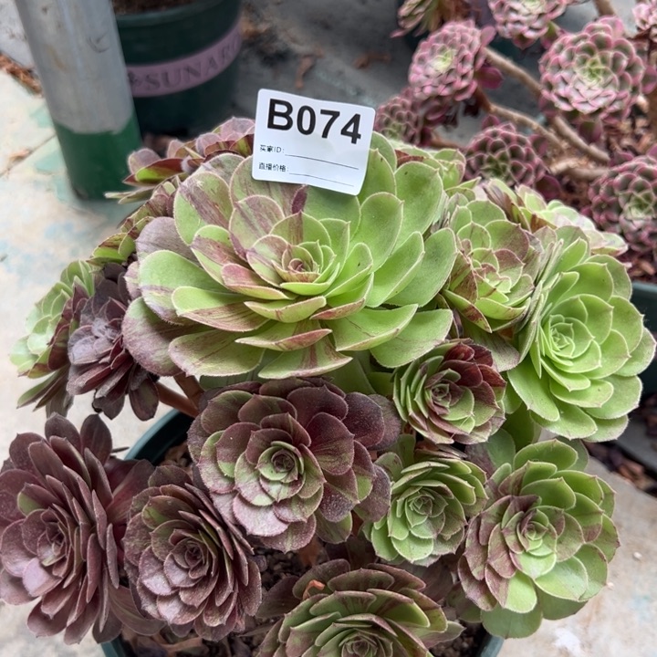 074花月夜25厘米左右半木质