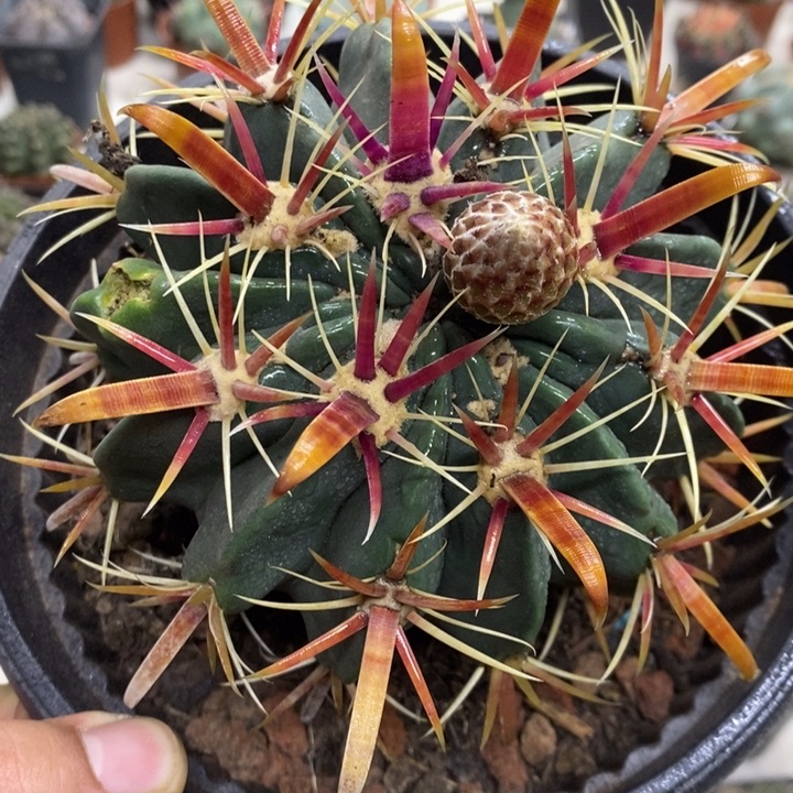 大号宽刺日出掉刺特价