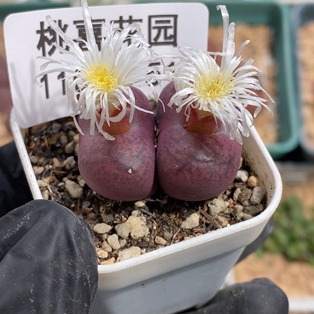 103-51-杂交有伤特。  