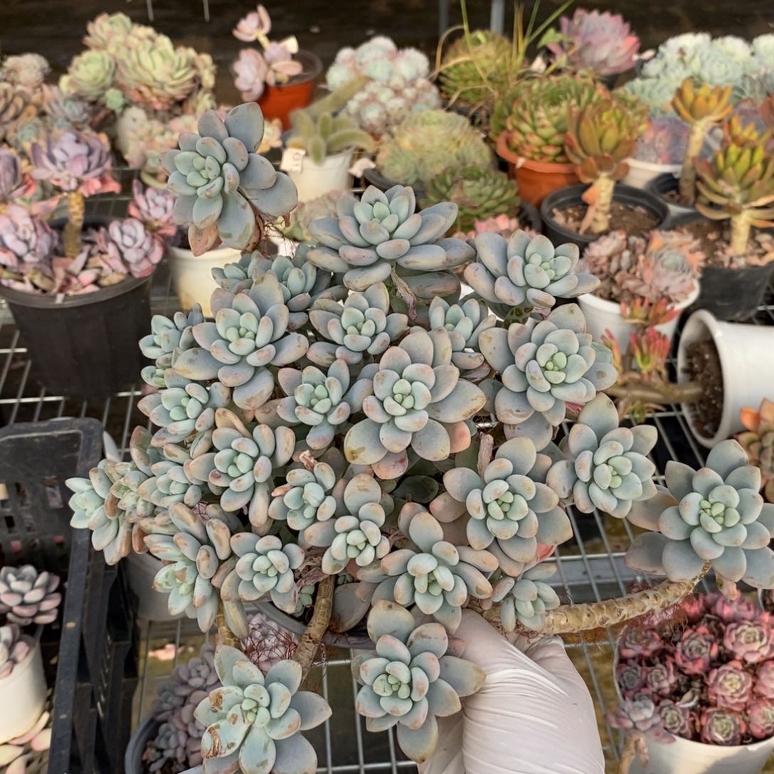 4349白鹭老桩一物一拍