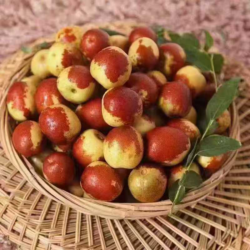 【5斤大果】正宗滨州沾化冬枣，品质保证，现摘现发，脆甜好吃
