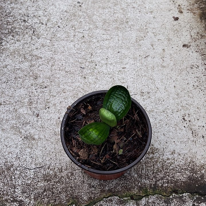 完全开放十八苗子