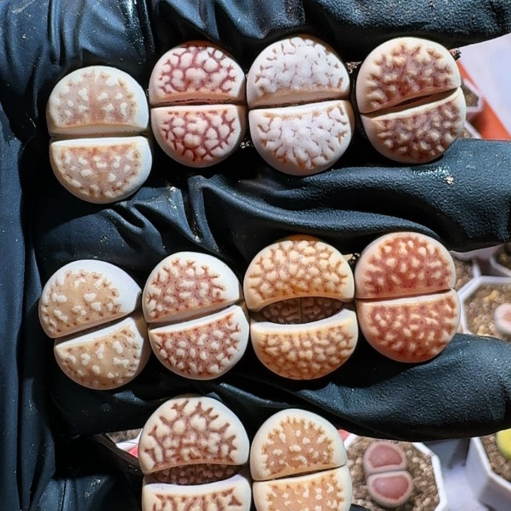 生石花111111。 323