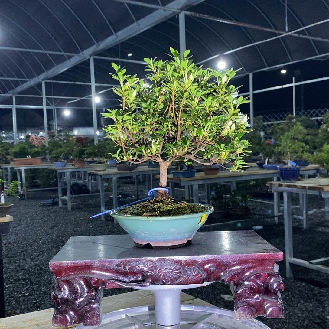 那*是杜鹃花顺丰包邮