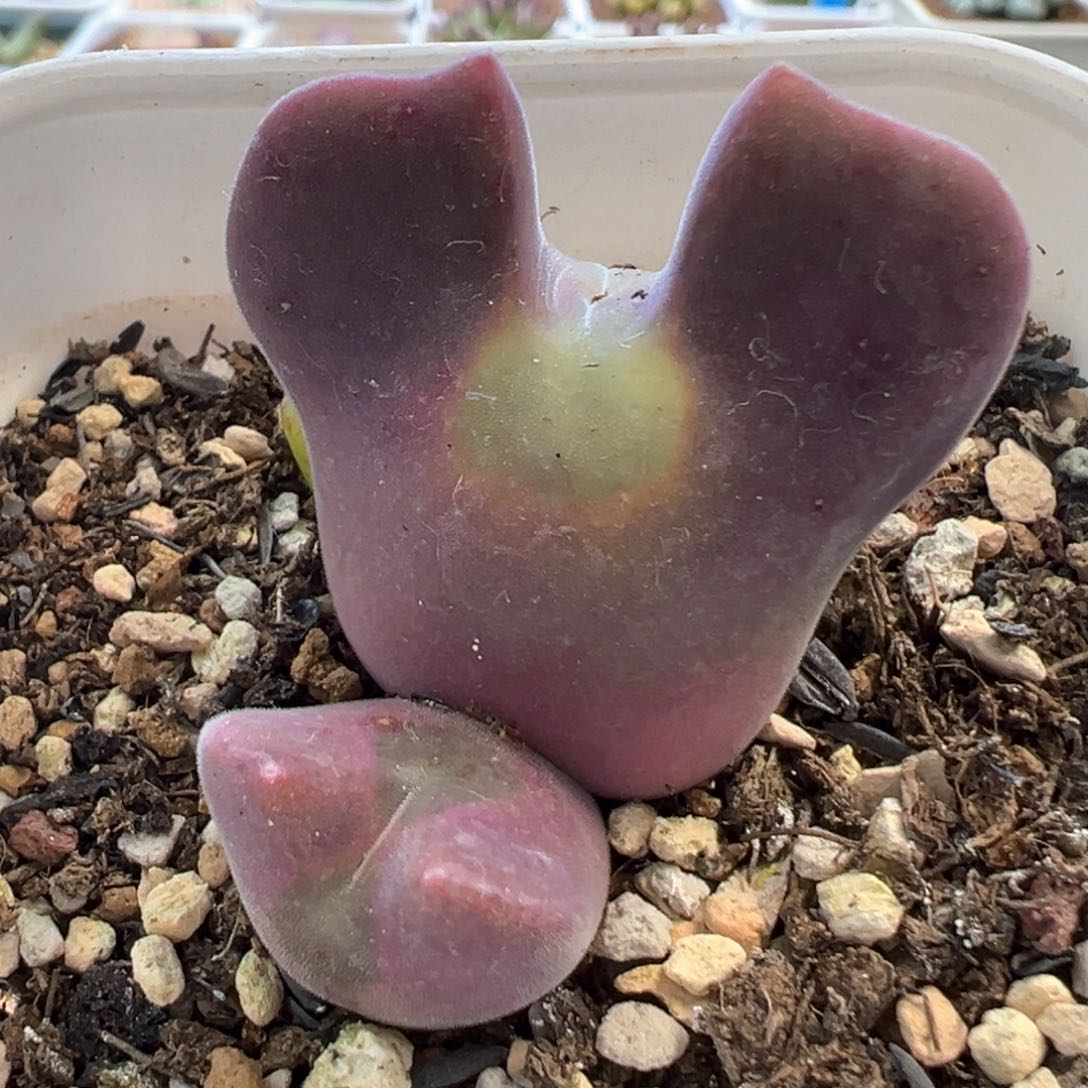 空蝉 青蛙种源 肉锥植物