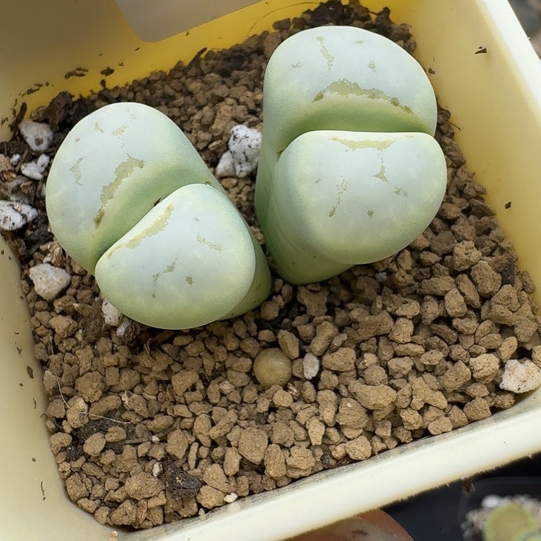 811多肉哈哈哈哈哈哈哈