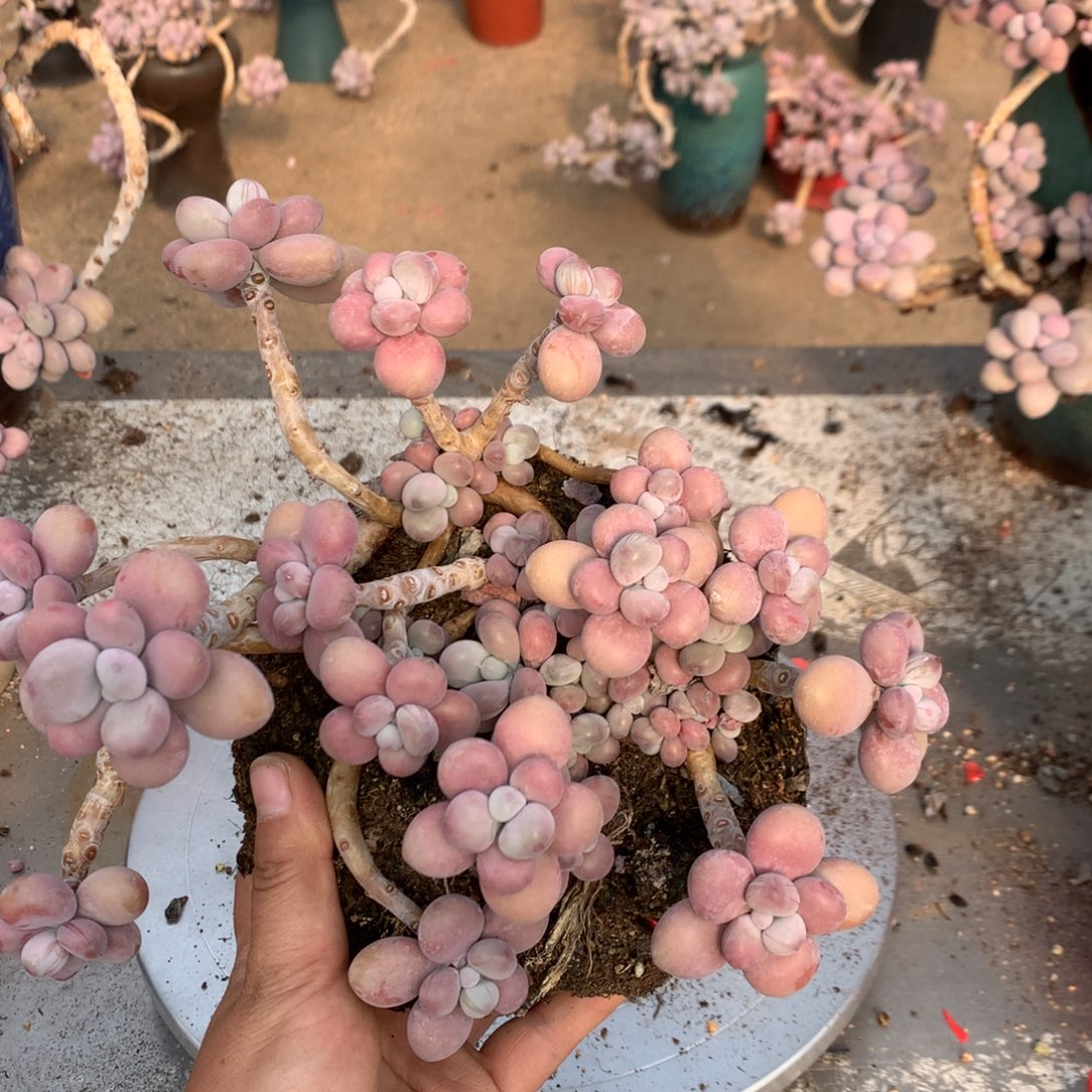 M***1桃蛋老庄有瑕疵福利不带盆25号