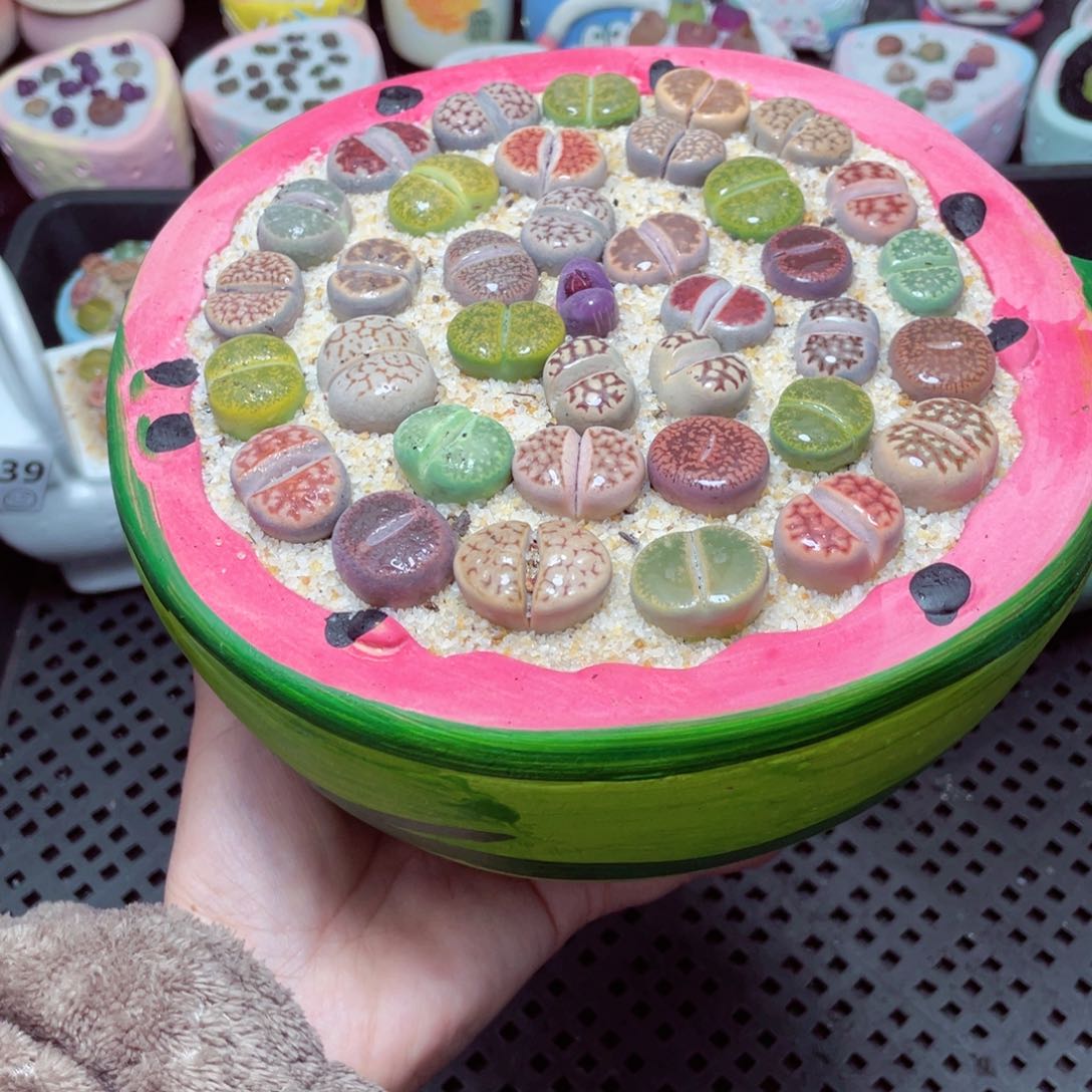 w5840 -零下地区拍保温箱-15支持寄养