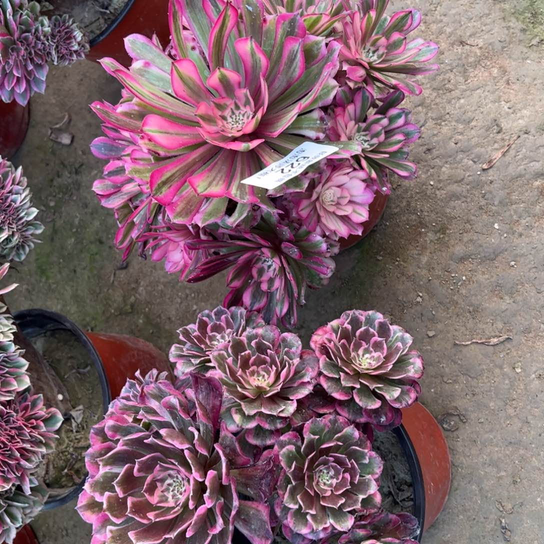 622两颗多肉植物法师