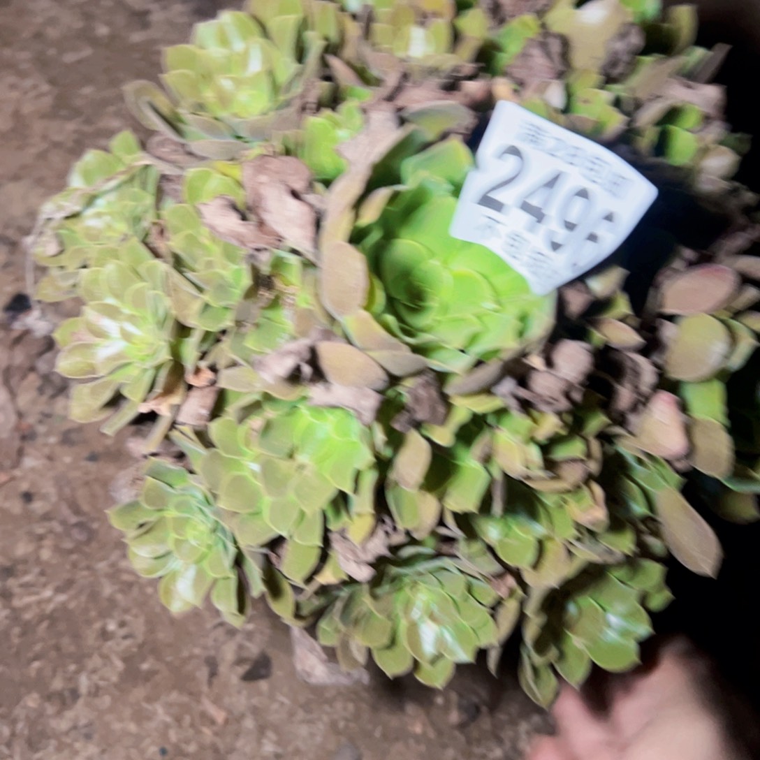 流星雨多肉植物法师2496
