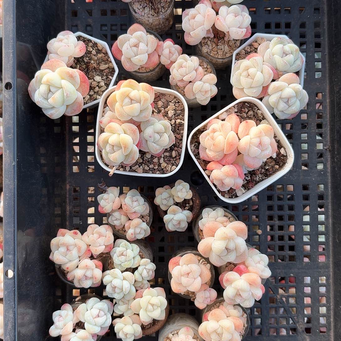 多肉卡卡米一筐带盆21颗