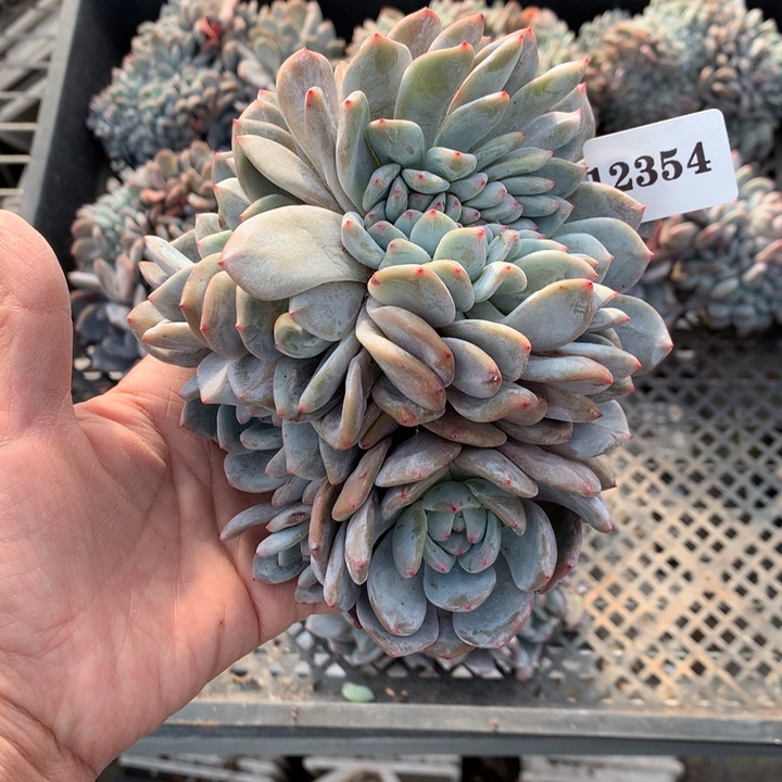 小***西12354缀嗯嗯嗯嗯嗯嗯好