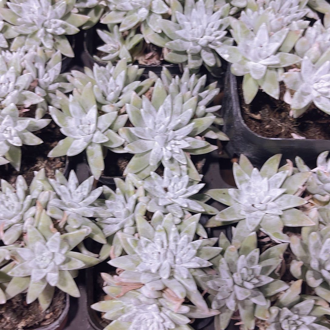 精品白菊多肉植物