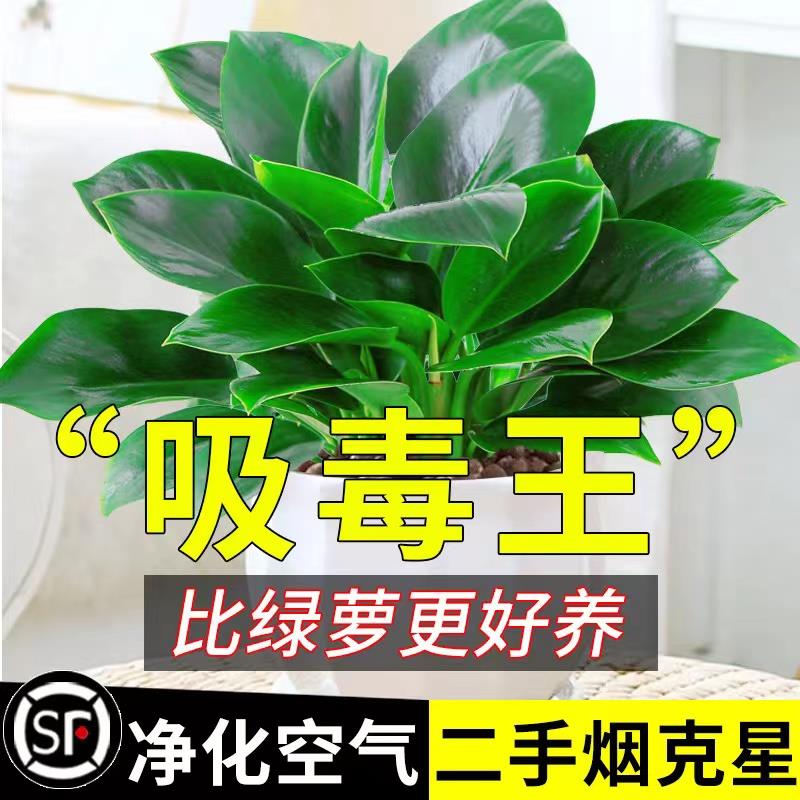 金钻盆栽绿萝室内植物花卉绿植水培植物四季好养新房大叶绿公主