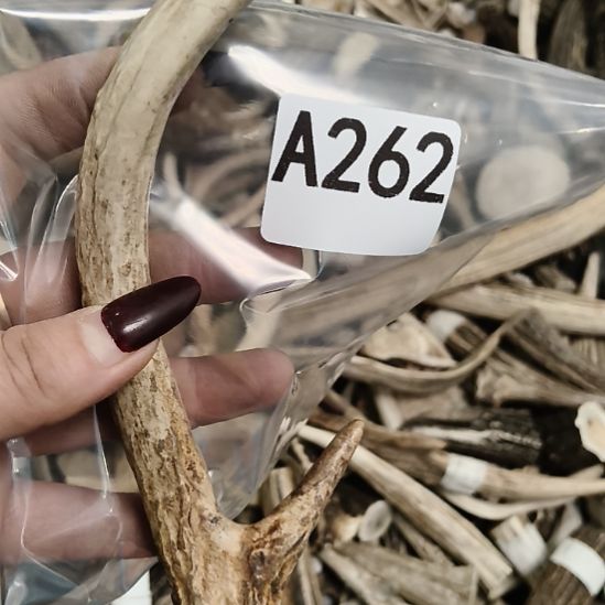 杨***珍鹿角鹿角鹿角鹿角鹿角