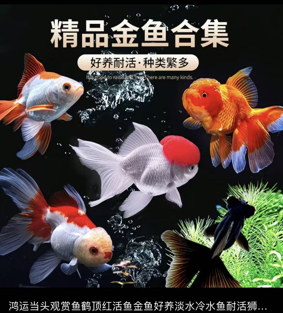 国粹金鱼当年鱼好养耐活冷水鱼